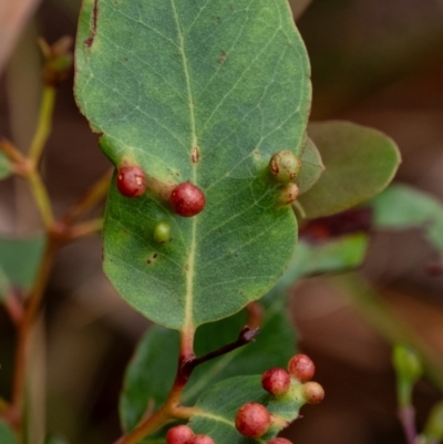 Schedotrioza sp. (genus) at Penrose, NSW - 10 Dec 2023 by Aussiegall