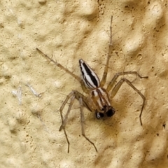 Oxyopes (genus) (Lynx spider) at Watson, ACT - 12 Dec 2023 by trevorpreston