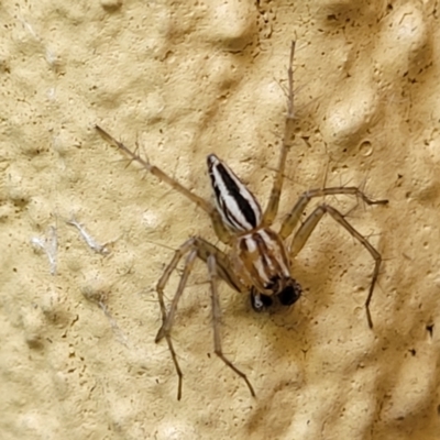 Oxyopes sp. (genus) (Lynx spider) at Watson, ACT - 12 Dec 2023 by trevorpreston