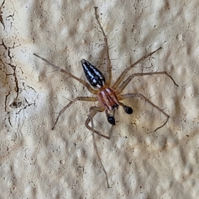 Oxyopes sp. (genus) (Lynx spider) at Watson, ACT - 12 Dec 2023 by trevorpreston