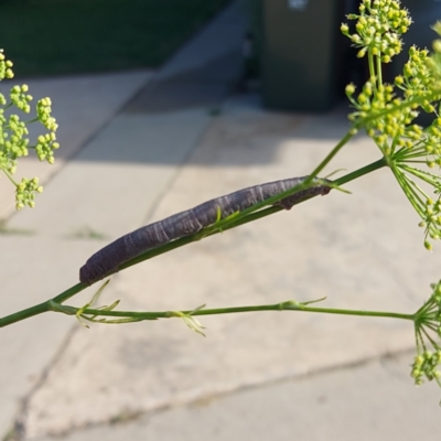 Lepidoptera unclassified IMMATURE (caterpillar or pupa or cocoon) at Kambah, ACT - 12 Dec 2023 by GirtsO