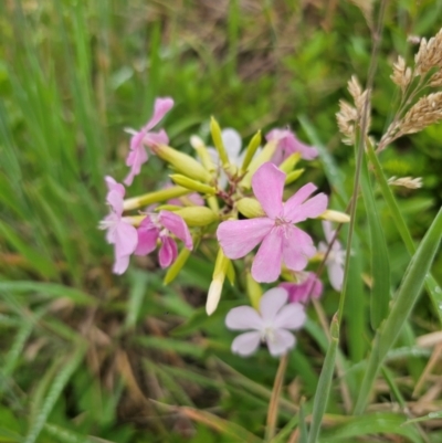 Saponaria officinalis (Soapwort, Bouncing Bet) at Harolds Cross, NSW - 12 Dec 2023 by Csteele4