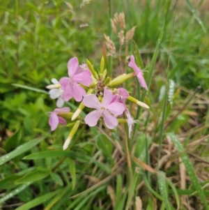 Saponaria officinalis at QPRC LGA - 12 Dec 2023