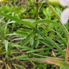 Saponaria officinalis at QPRC LGA - 12 Dec 2023