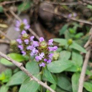 Prunella vulgaris at QPRC LGA - 12 Dec 2023