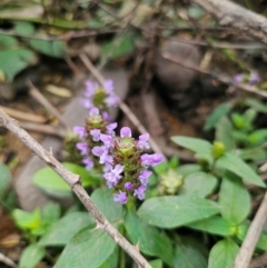 Prunella vulgaris at QPRC LGA - 12 Dec 2023