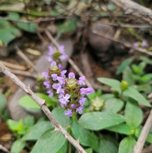 Prunella vulgaris at QPRC LGA - 12 Dec 2023