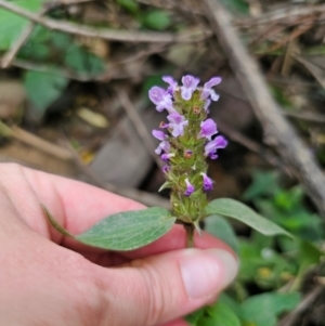 Prunella vulgaris at QPRC LGA - 12 Dec 2023