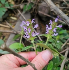 Prunella vulgaris at QPRC LGA - 12 Dec 2023