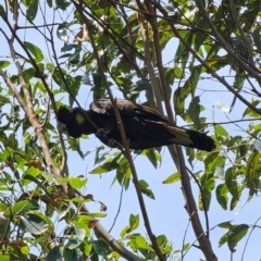 Zanda funerea (Yellow-tailed Black-Cockatoo) at Moruya Heads, NSW - 12 Dec 2023 by Csteele4