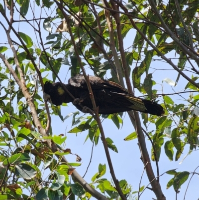 Zanda funerea (Yellow-tailed Black-Cockatoo) at Moruya Heads, NSW - 12 Dec 2023 by Csteele4