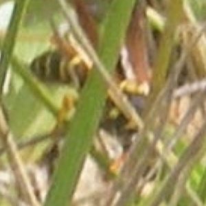 Apocrita (suborder) at Mugga Mugga Grassland (MMW) - 12 Dec 2023