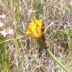 Thynninae (subfamily) at Mugga Mugga Grassland (MMW) - 12 Dec 2023