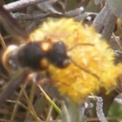 Eumeninae (subfamily) (Unidentified Potter wasp) at Mugga Mugga Grassland (MMW) - 12 Dec 2023 by MichaelMulvaney