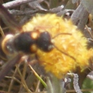 Eumeninae (subfamily) at Mugga Mugga Grassland (MMW) - 12 Dec 2023