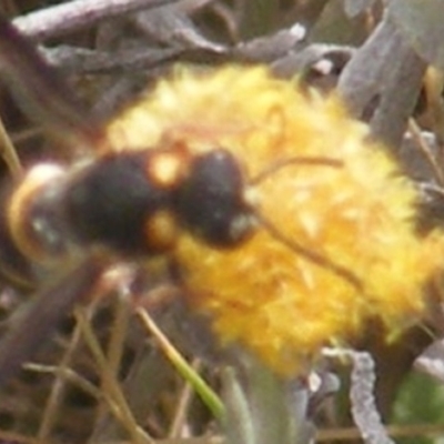 Eumeninae (subfamily) (Unidentified Potter wasp) at Symonston, ACT - 11 Dec 2023 by MichaelMulvaney