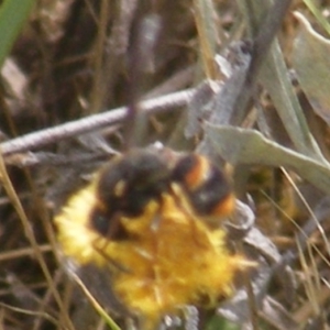 Eumeninae (subfamily) at Mugga Mugga Grassland (MMW) - 12 Dec 2023