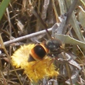 Eumeninae (subfamily) at Mugga Mugga Grassland (MMW) - 12 Dec 2023