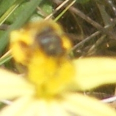 Apiformes (informal group) (Unidentified bee) at Mugga Mugga Grassland (MMW) - 12 Dec 2023 by MichaelMulvaney
