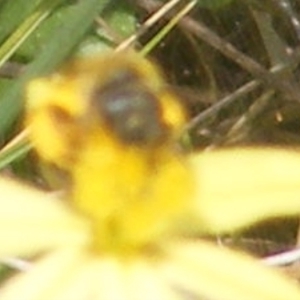 Apiformes (informal group) at Mugga Mugga Grassland (MMW) - 12 Dec 2023