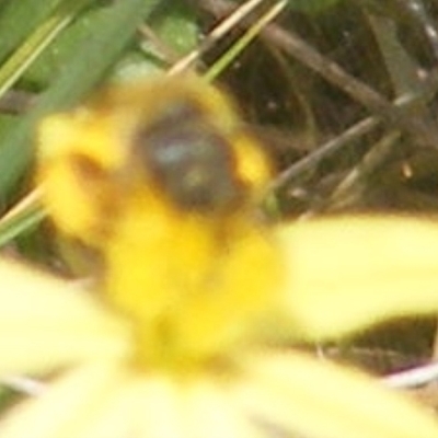 Apiformes (informal group) (Unidentified bee) at Symonston, ACT - 12 Dec 2023 by MichaelMulvaney