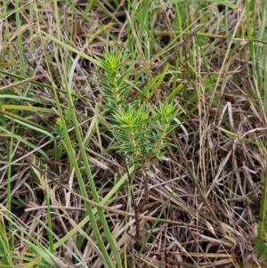 Melichrus urceolatus at The Pinnacle - 12 Dec 2023