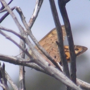 Heteronympha merope at Mugga Mugga Grassland (MMW) - 12 Dec 2023