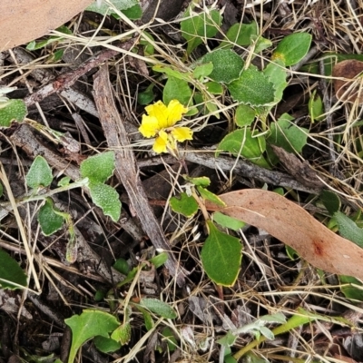 Goodenia hederacea subsp. hederacea (Ivy Goodenia, Forest Goodenia) at Belconnen, ACT - 11 Dec 2023 by sangio7