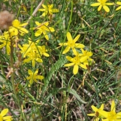 Tricoryne elatior at The Pinnacle - 12 Dec 2023