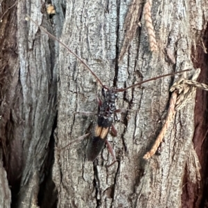 Epithora dorsalis at Corroboree Park - 12 Dec 2023 07:52 PM