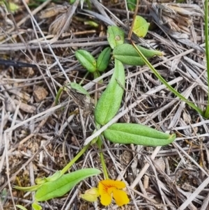 Zornia dyctiocarpa var. dyctiocarpa at Tuggeranong Hill - 12 Dec 2023 10:19 AM