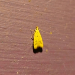 Atheropla crocea (A Concealer Moth) at QPRC LGA - 12 Dec 2023 by Csteele4