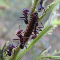 Jalmenus ictinus (Stencilled Hairstreak) at Tuggeranong, ACT - 8 Dec 2023 by HelenCross