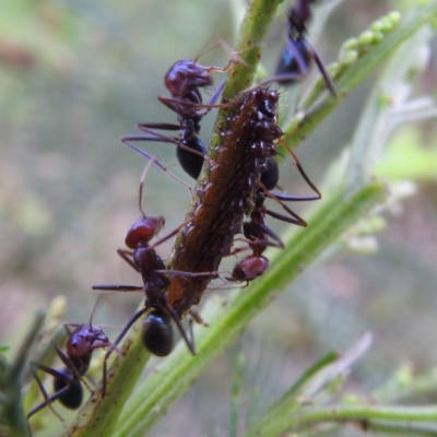 Jalmenus ictinus (Stencilled Hairstreak) at Tuggeranong, ACT - 8 Dec 2023 by HelenCross