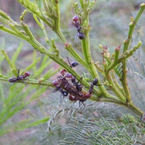 Jalmenus ictinus at Lions Youth Haven - Westwood Farm A.C.T. - 8 Dec 2023