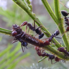 Jalmenus ictinus at Lions Youth Haven - Westwood Farm A.C.T. - 8 Dec 2023