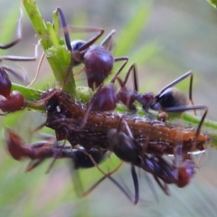 Jalmenus ictinus at Lions Youth Haven - Westwood Farm A.C.T. - 8 Dec 2023