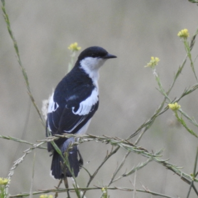 Lalage tricolor (White-winged Triller) at Lions Youth Haven - Westwood Farm A.C.T. - 11 Dec 2023 by HelenCross