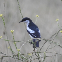 Lalage tricolor at Lions Youth Haven - Westwood Farm A.C.T. - 12 Dec 2023