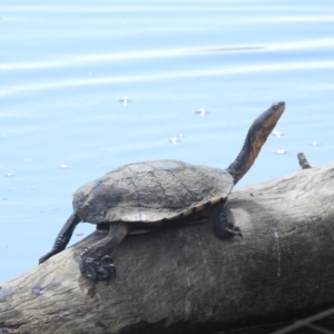 Chelodina longicollis at Lions Youth Haven - Westwood Farm A.C.T. - 8 Dec 2023