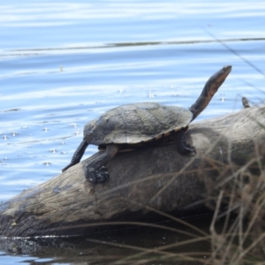 Chelodina longicollis at Lions Youth Haven - Westwood Farm A.C.T. - 8 Dec 2023