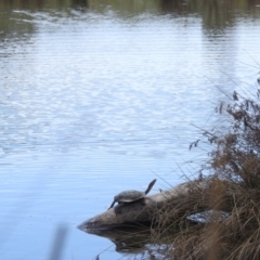 Chelodina longicollis at Lions Youth Haven - Westwood Farm A.C.T. - 8 Dec 2023