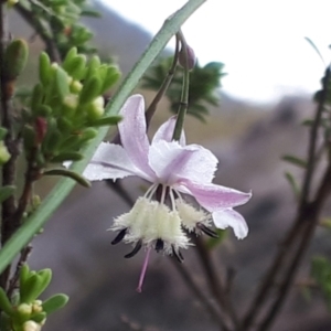 Arthropodium milleflorum at Yaouk, NSW - 11 Dec 2023