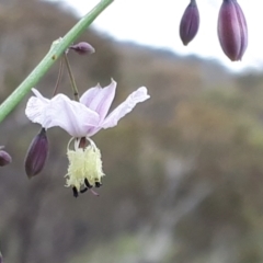 Arthropodium milleflorum at Yaouk, NSW - 11 Dec 2023