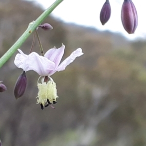 Arthropodium milleflorum at Yaouk, NSW - suppressed