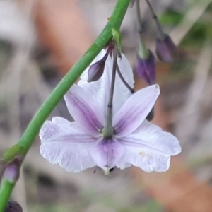 Arthropodium milleflorum at Yaouk, NSW - suppressed