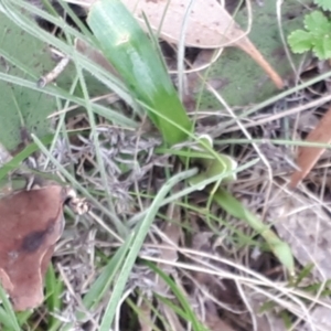 Arthropodium milleflorum at Yaouk, NSW - suppressed