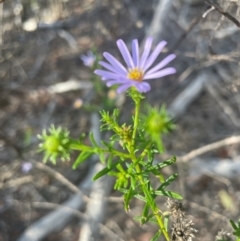 Olearia tenuifolia (Narrow-leaved Daisybush) at Bruce Ridge - 11 Dec 2023 by JVR