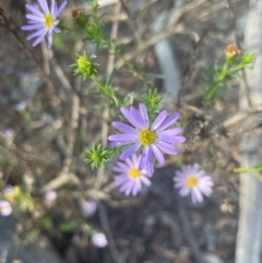 Olearia tenuifolia at Bruce Ridge to Gossan Hill - 11 Dec 2023