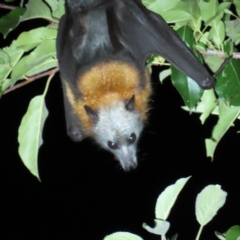 Pteropus poliocephalus (Grey-headed Flying-fox) at QPRC LGA - 12 Dec 2023 by MatthewFrawley